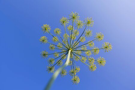 Close up yellow flowers of dill on the blue background