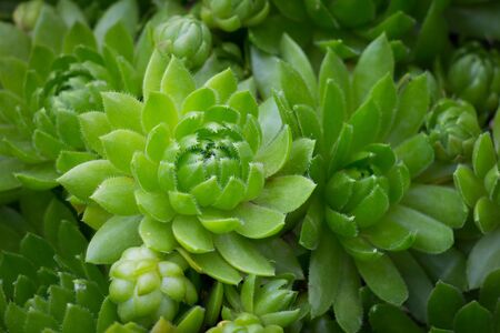 Green plant of orpin in the garden