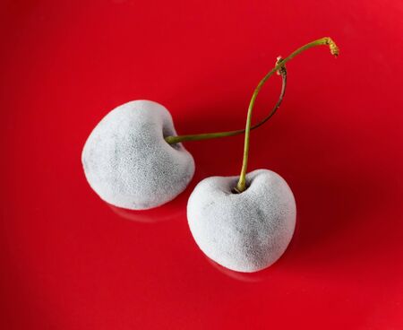 Two white frozen cherry on the red background. Macroの写真素材