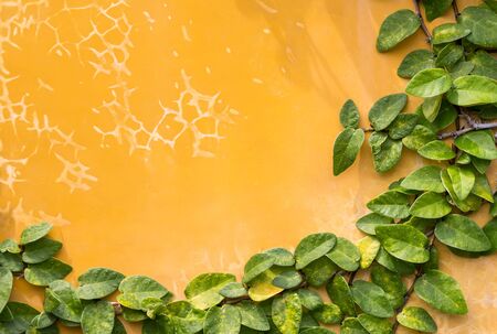 Yellow concrete plaster cracked wall. Background with the diagonal branch and green leavesの写真素材