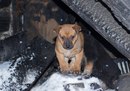 A small red homeless mongrel puppy sitting on the snow groundの写真素材