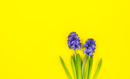 Two blue flowers on spring or summer yellow background with copy space.の写真素材