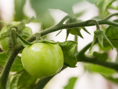 Green tomato growing on twig in a greenhouseの写真素材