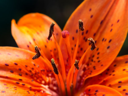Red orange lily flower. Pistil and stamens with pollen close-up.の写真素材