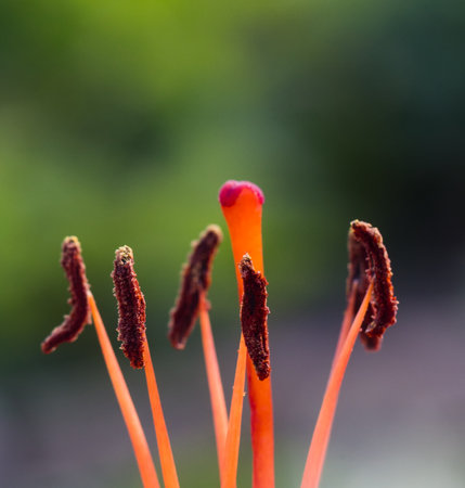 Pistil and stamens of red lily with pollen close-up.の写真素材