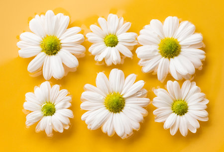 Beautiful white daisy flowers on bright yellow background