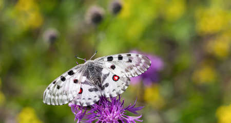 White Apollo butterfly sucking a pollen from a flowerの写真素材