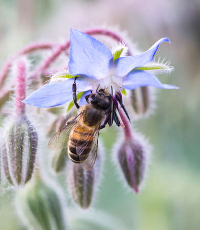 One bee collecting pollen with blue flower. Close up macroの写真素材