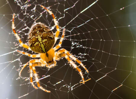Close up macro of Araneus diadematus spider on a spider webの写真素材