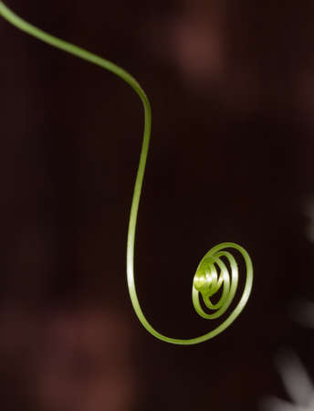Fresh green sprout of wild cucumber close up with dark blurred selective focus backgroundの写真素材