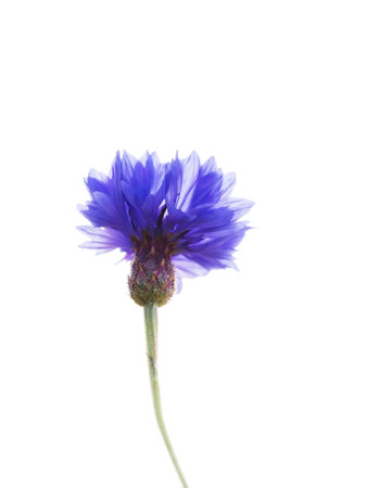 Blue flower of Cornflower isolated on white background with soft blurred focus. Summer or spring time or beauty concept.の写真素材