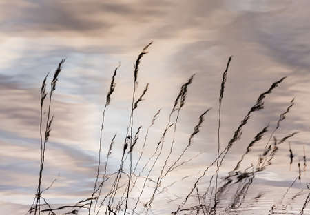 Natural water background with dry grass and sky reflected in the water.の写真素材