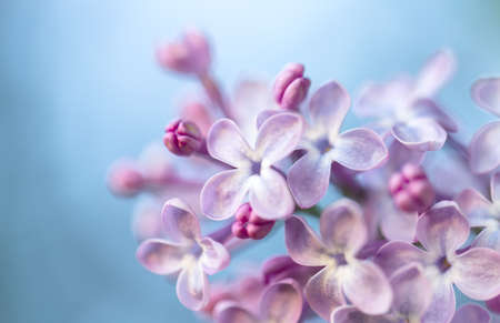 Blurred background of lilac branch with buds and flowers.の写真素材