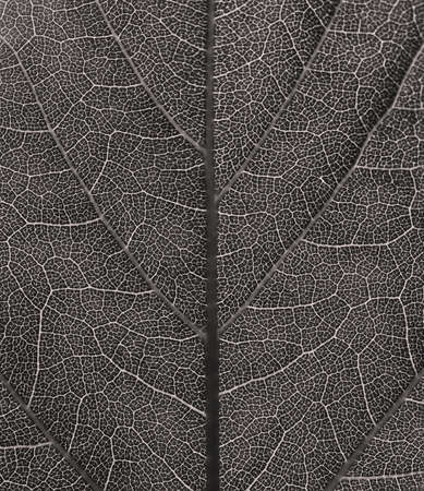 Gray leaf texture with vein pattern. Selective focus.
