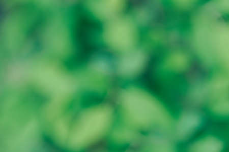 Nature green abstract defocused tree leaves background.の写真素材