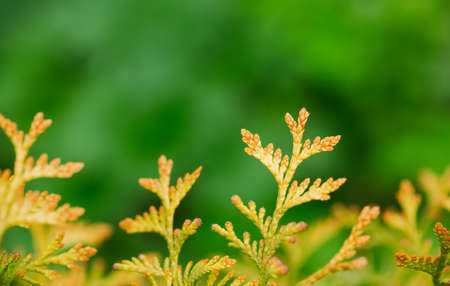Yellow branches of thuja on green blurred background.