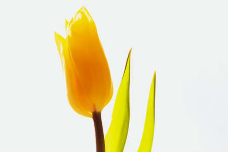 One tender yellow tulip on white background. Selective focus.