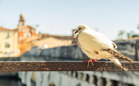 Pigeon at the background of old bridge and church in Rimini, Italyの写真素材