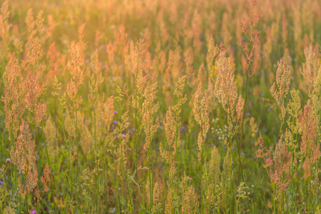 Field plants at sunset backgroundの写真素材