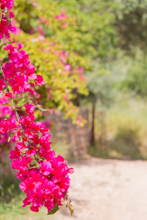 Blurred summer background with bush of purple flowersの写真素材