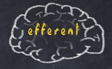 Drawing of human brain on chalkboard with inscription efferent.の写真素材