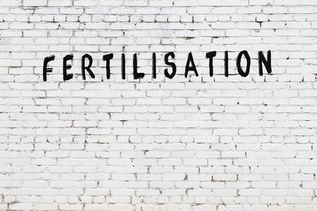 Word fertilisation written with black paint on white brick wall.の写真素材