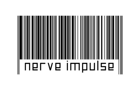 Barcode on white background with inscription nerve impulse below. Concept of trading and globalizationの写真素材