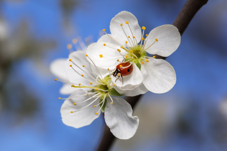 Ladybug on cherry flowers in sunny spring day on sky background.の写真素材