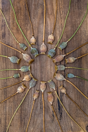Dry stalks poppy heads lying on a old rough wooden board and arranged in a circleの写真素材