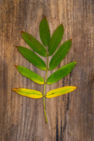 Green-yellow leaf of rowan lying on a rough wooden board