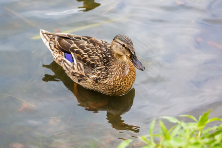 The female duck floating in a pond near the shore.の写真素材