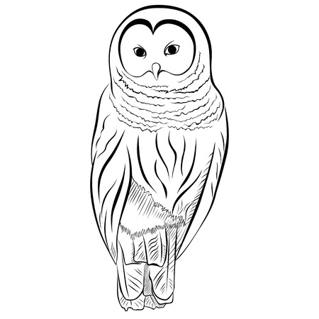 Image of the owl imitates drawing with pen and ink. Vector illustration.のイラスト素材