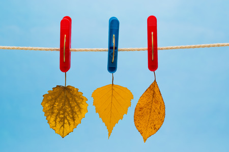 Three yellow leaf suspended from a clothesline using clothespins on a blue background.の写真素材