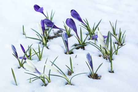 Purple and white crocuses growing on a snow-covered flowerbed in the early spring.の写真素材