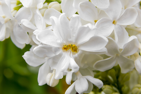 Large white lilac flowers in raindropsの写真素材