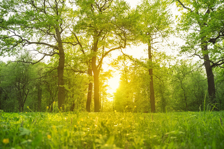 Spring grass and trees in the park illuminated backlit sunlightの写真素材