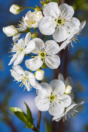 White flowers of cherries close-up against the blue skyの写真素材