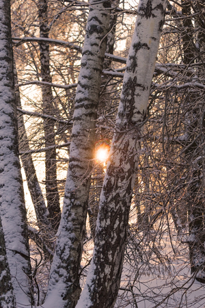 Icy trees after icy rain in Moscow region (Russia) in December 2010の写真素材
