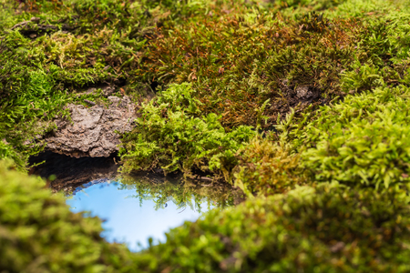 Mosses and a small puddle of water reflecting the blue skyの写真素材