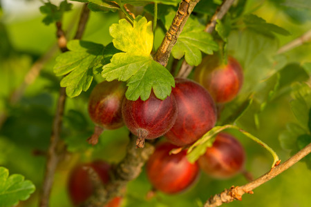 Red gooseberry berries on a branch surrounded by leaves illuminated by sunlightの写真素材