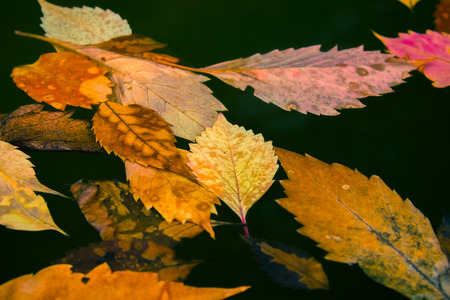 Fallen autumn yellow and red leaves lying in pond waterの写真素材