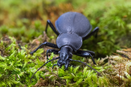 Black carabus on green mosse in the forest