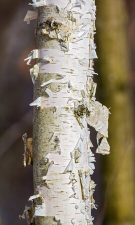 Birch trunk with exfoliating flaps of birch barkの写真素材