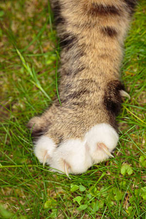 Paw of a Ñat with white fingers and extended claws lying on a green grass background. Close-up viewの写真素材