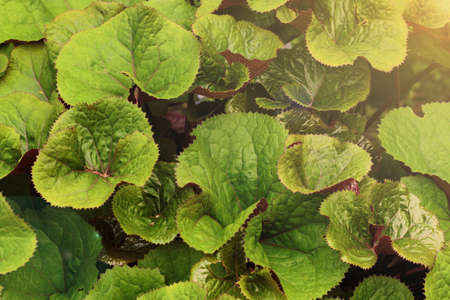 Top view close-up on the green leaves of Ligularia Dentata. Plants background with flareの写真素材