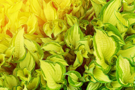 Variegated green yellow leaves of hostas as background. Natural textured background of plant leaves with flareの写真素材