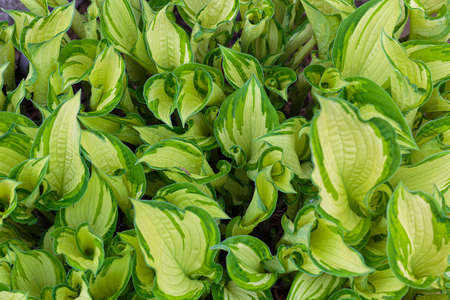 Bright floral background with green yellow leaves of Hosta for design. Hosta growing in garden on...