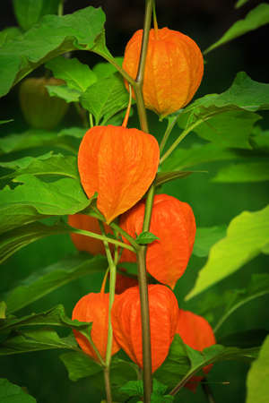 The orange fruitage of the Physalis alkekengi on the branch surrounded by green leaves on dark natural backgroundの写真素材
