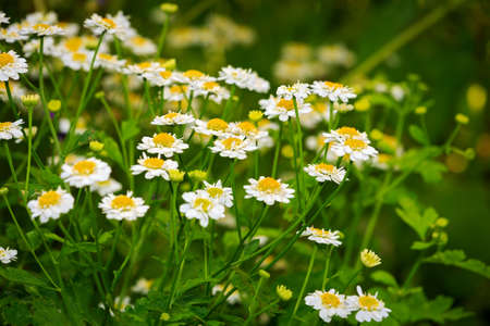 Beautiful natural scene with blooming medical chamomile on flowerbed in garden. Summer flowers. Summer backgroundの写真素材