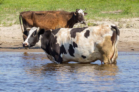Two cows on the river bank. Black and white cow in the foreground stands in the water, brown cow in...